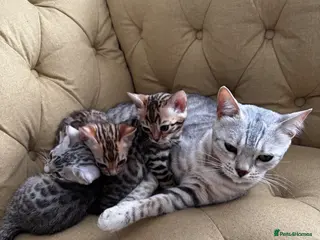 Bengal cats Bengal kittens - Advert 8
