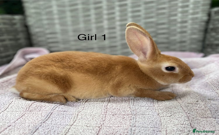 Rex rabbits - Advert 4