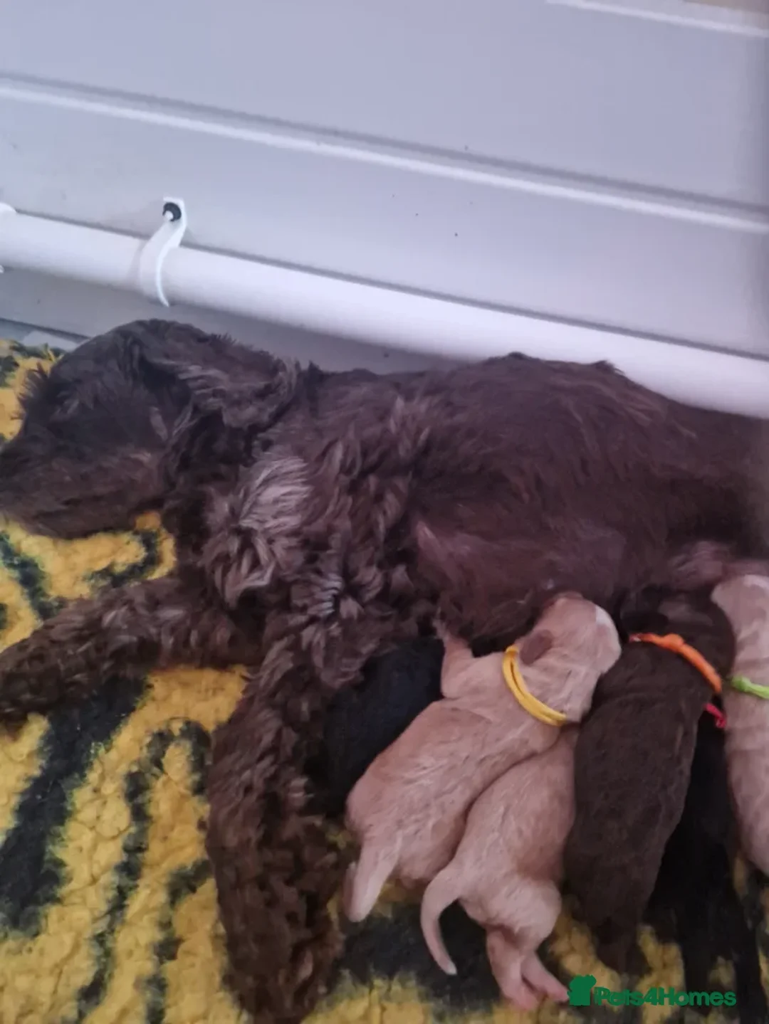 Cockapoo dogs for sale: EXTENSIVELY HEALTH TESTED F1b COCKAPOO PUPPIES - Advert 2