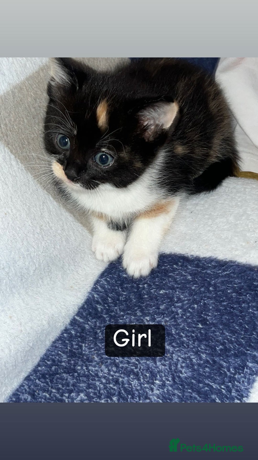 British Shorthair cats for sale: Selling cats  - Advert 4