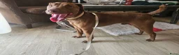 Patterdale Terrier dogs for stud: Chocolate patterdale for stud - Advert 3