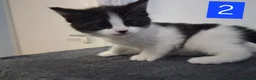Domestic Shorthair cats for sale: TUXEDO KITTENS  - Advert 9
