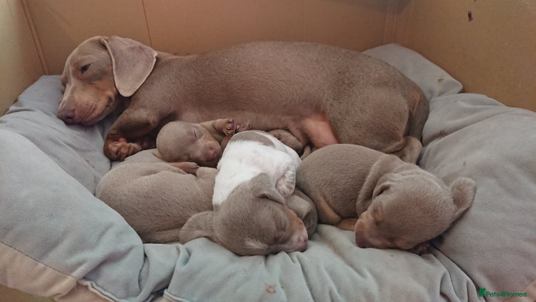 Miniature Dachshund dogs for sale: Miniature daschund puppies for sale  - Image 5
