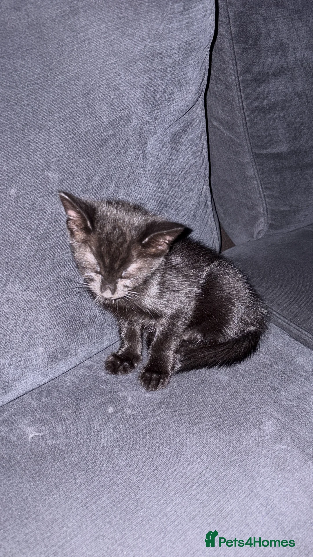 Mixed Breed cats for sale: Salem- 5/6 months old - Advert 2