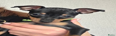Miniature Pinscher (Green Collar)