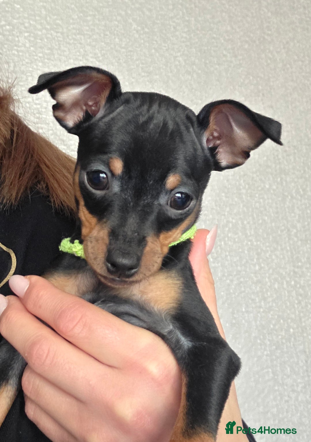 Miniature Pinscher dogs for sale: KC Registered 6 Pure Miniature Pinscher litter - Advert 22