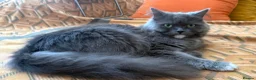 Persian cats for sale: Beautiful Persian Kittens Ready for Forever Homes - Advert 3