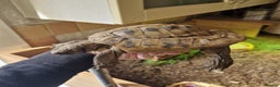 Tortoise reptiles for sale: Hermans - Advert 4