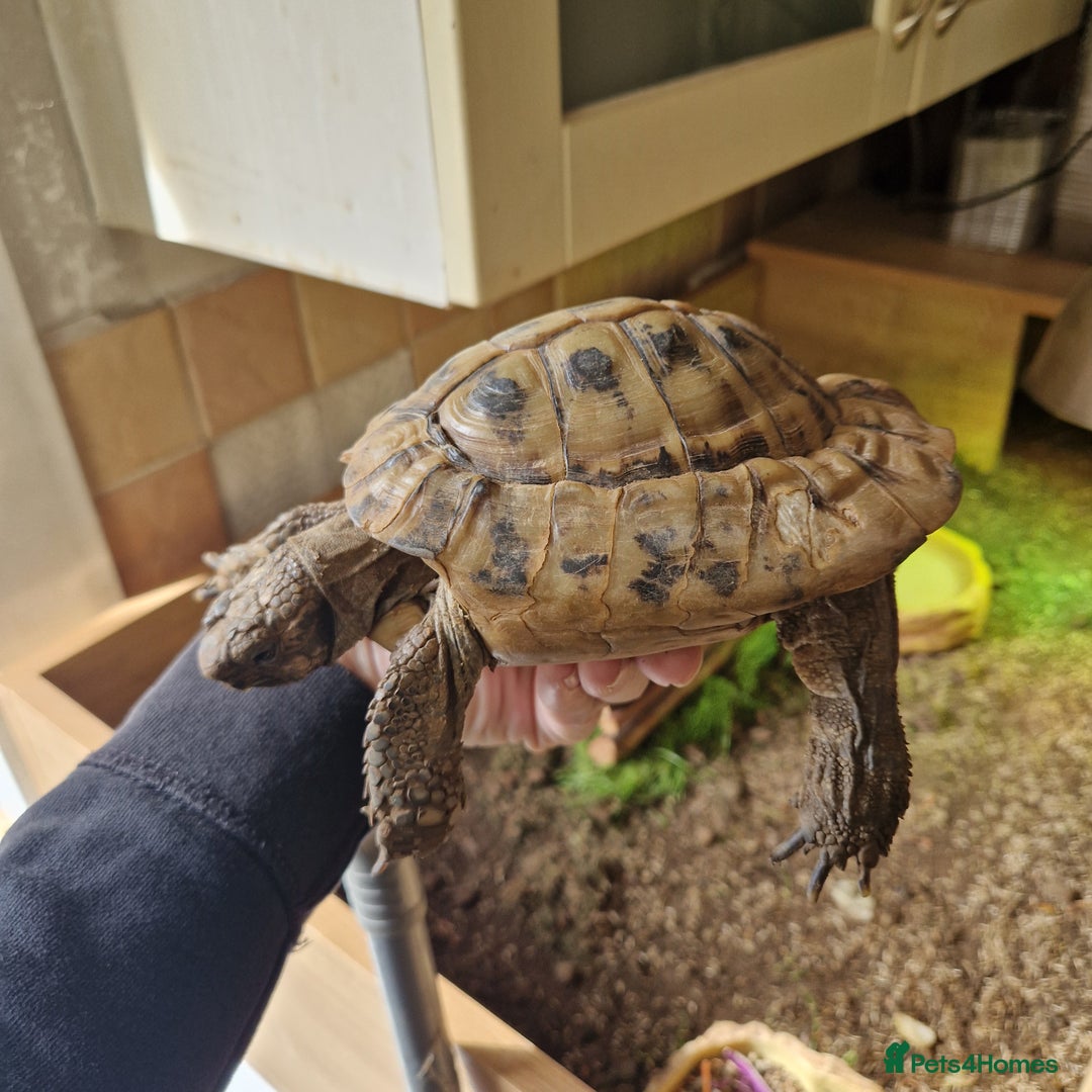 Tortoise reptiles for sale: Hermans - Advert 4