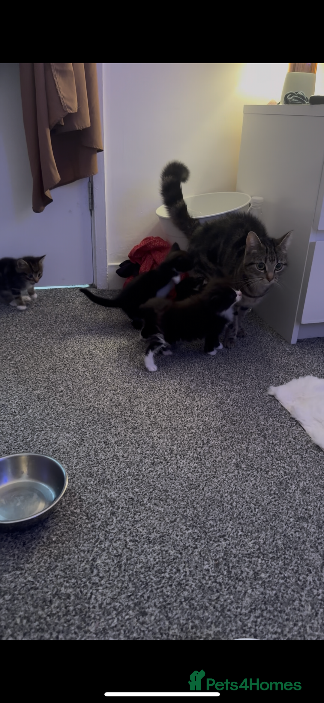 Mixed Breed cats for sale: Beautiful kittens for sale - Image 8