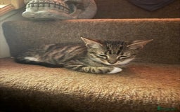 Mixed Breed cats for sale: 5 baby’s ready for there forever homes  - Image 16