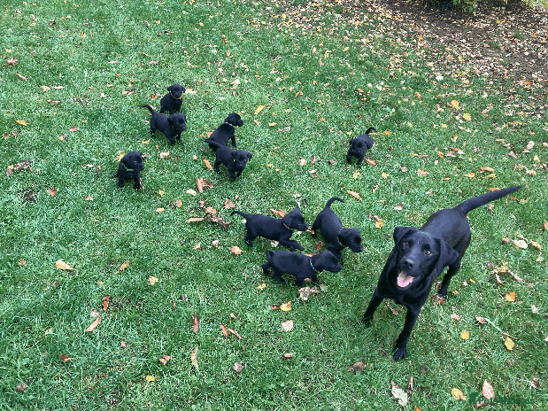 Labrador Retriever dogs - Advert 1