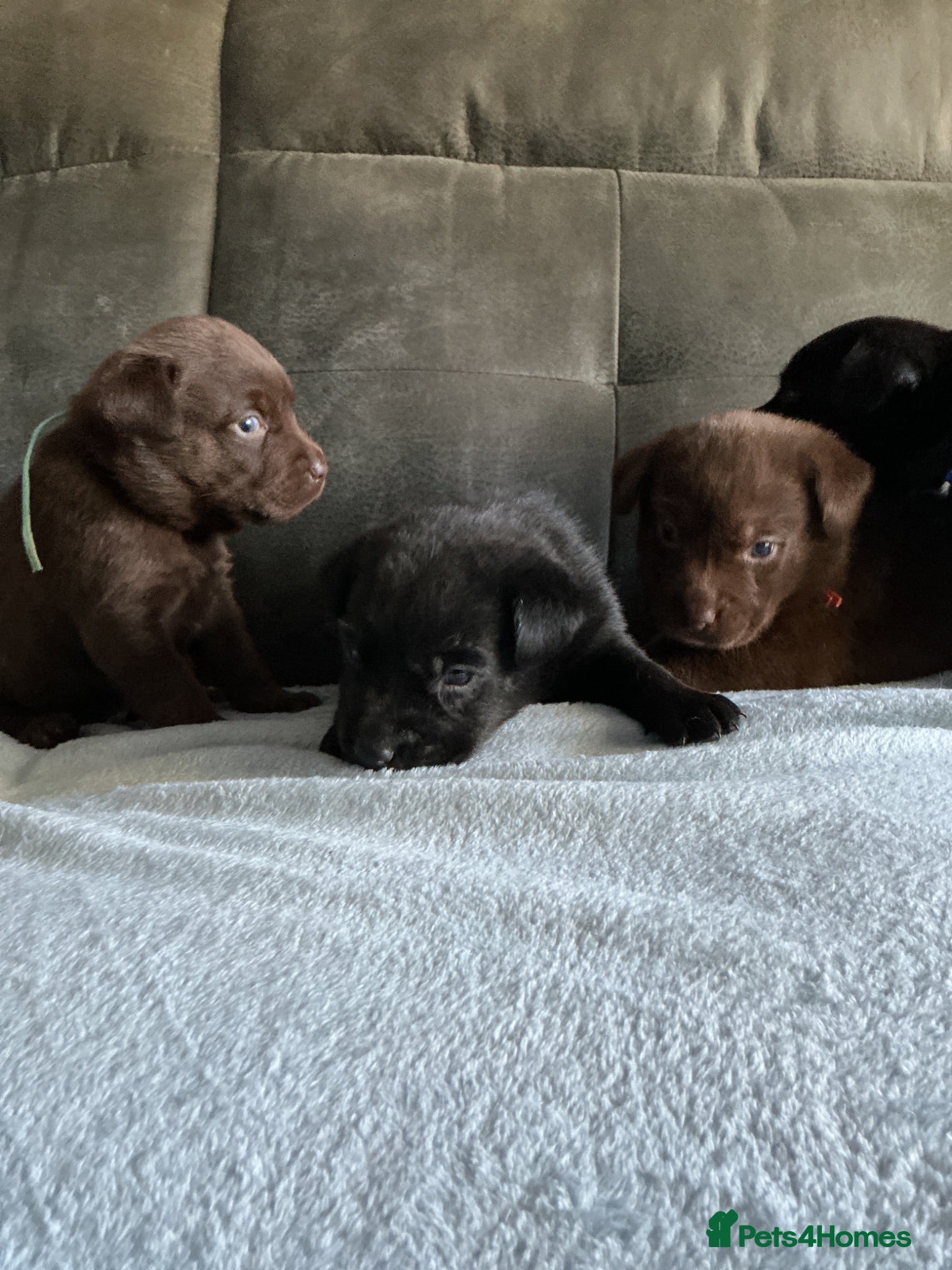 Labrador Retriever dogs Kc reg puppies  - Advert 15