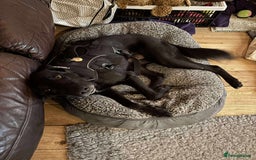 Mixed Breed dogs for sale: 🐾 HENNESSY–SMART, LOVING & 2 PERFECT TO WAIT 🐾❤️ - Image 4