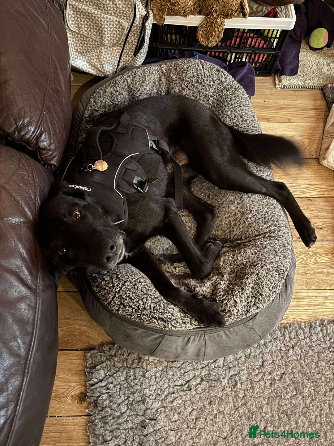 Mixed Breed dogs for sale: 🐾 HENNESSY–SMART, LOVING & 2 PERFECT TO WAIT 🐾❤️ - Image 4