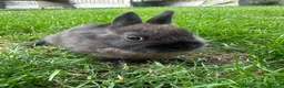 Netherland Dwarf rabbits for sale: Netherland Dwarf Rabbits For Sale  - Advert 11