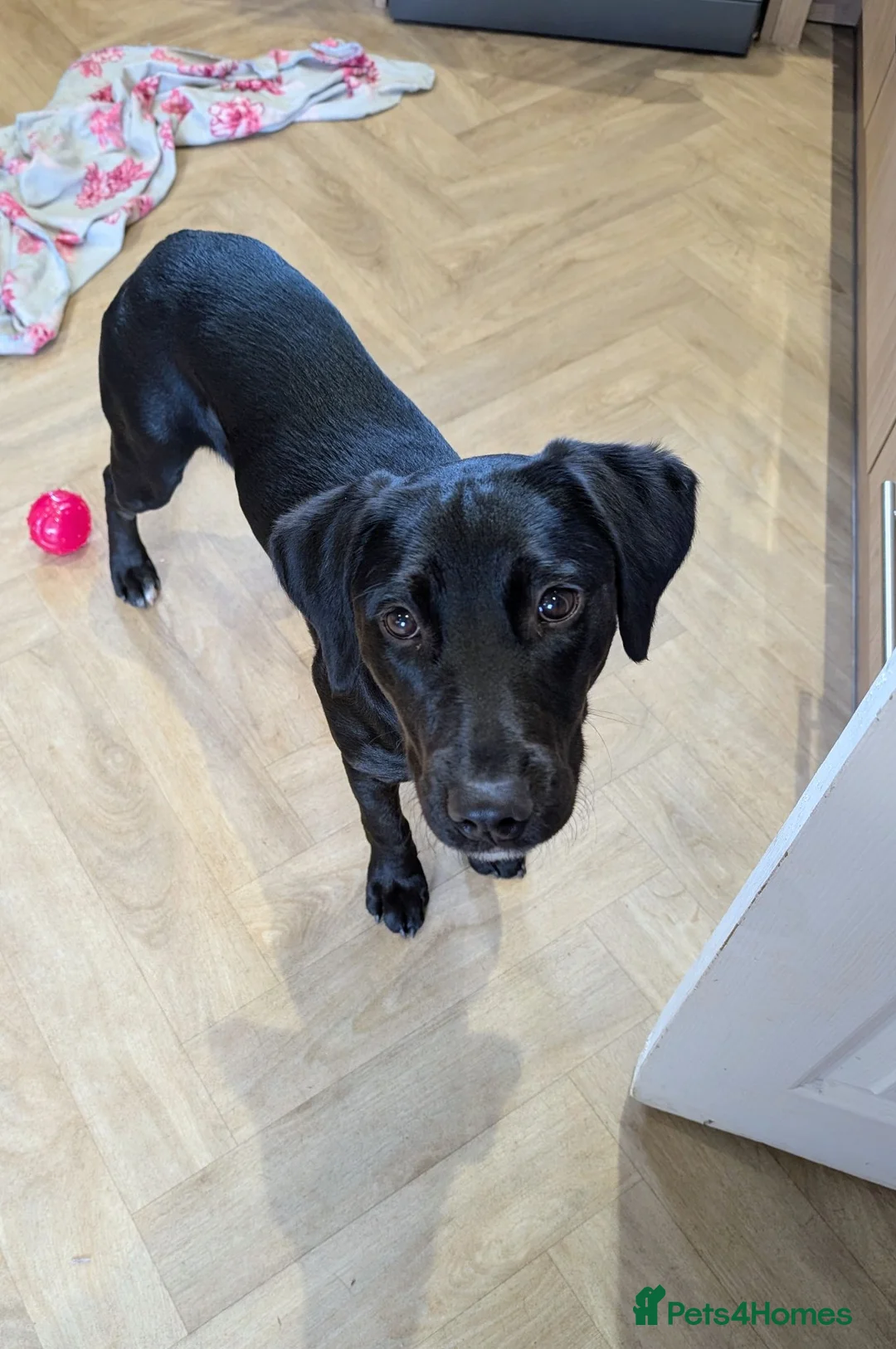 Mixed Breed dogs for sale: Maisie - 6 month old mixed breed female  in Newport - Advert 5