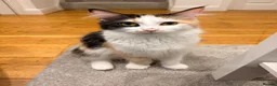 Maine Coon cats for sale: Mainecoon  - Advert 1