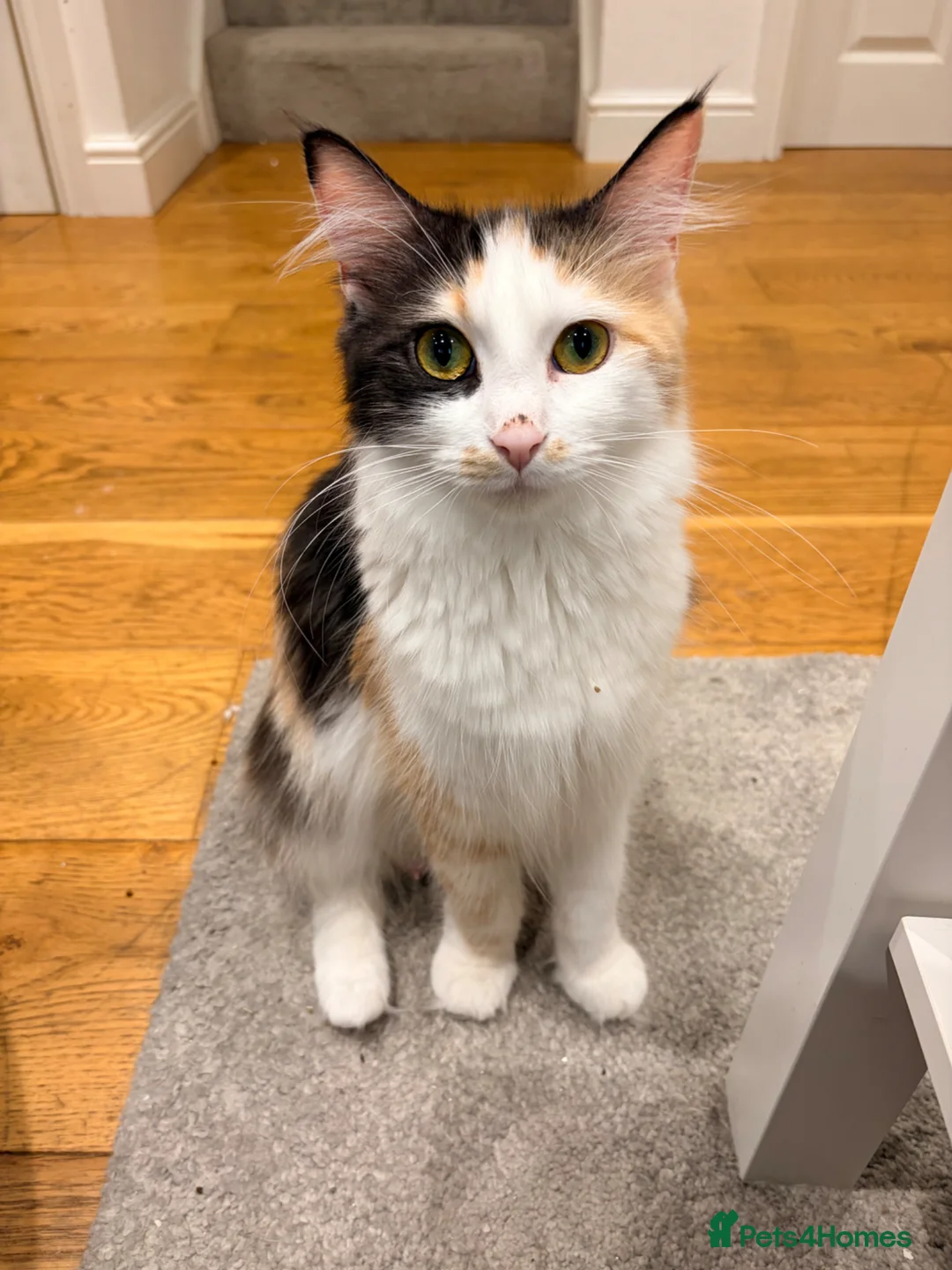 Maine Coon cats for sale: Mainecoon  - Advert 1