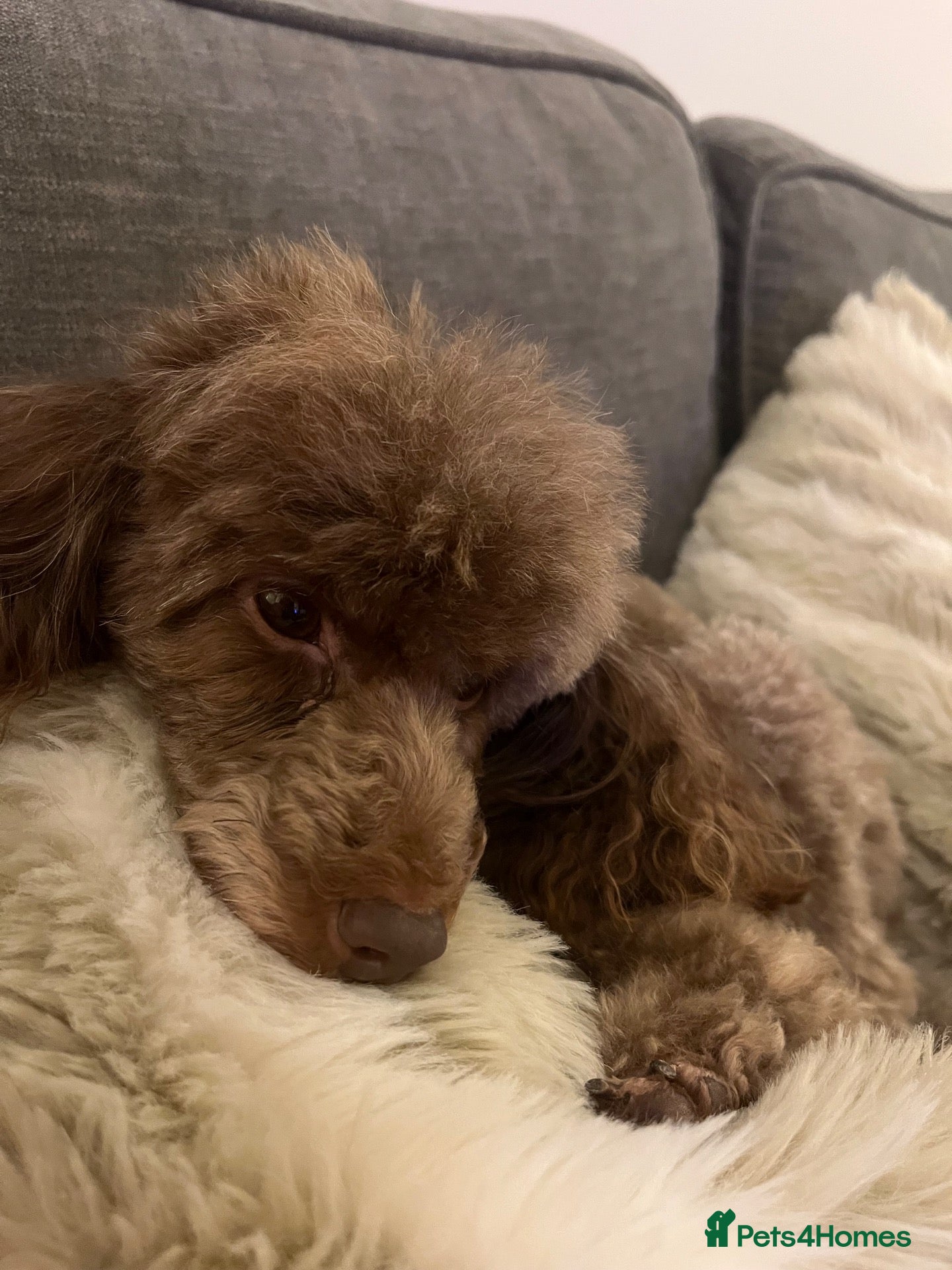 Toy Poodle dogs Phantom Toy poodle - Advert 12