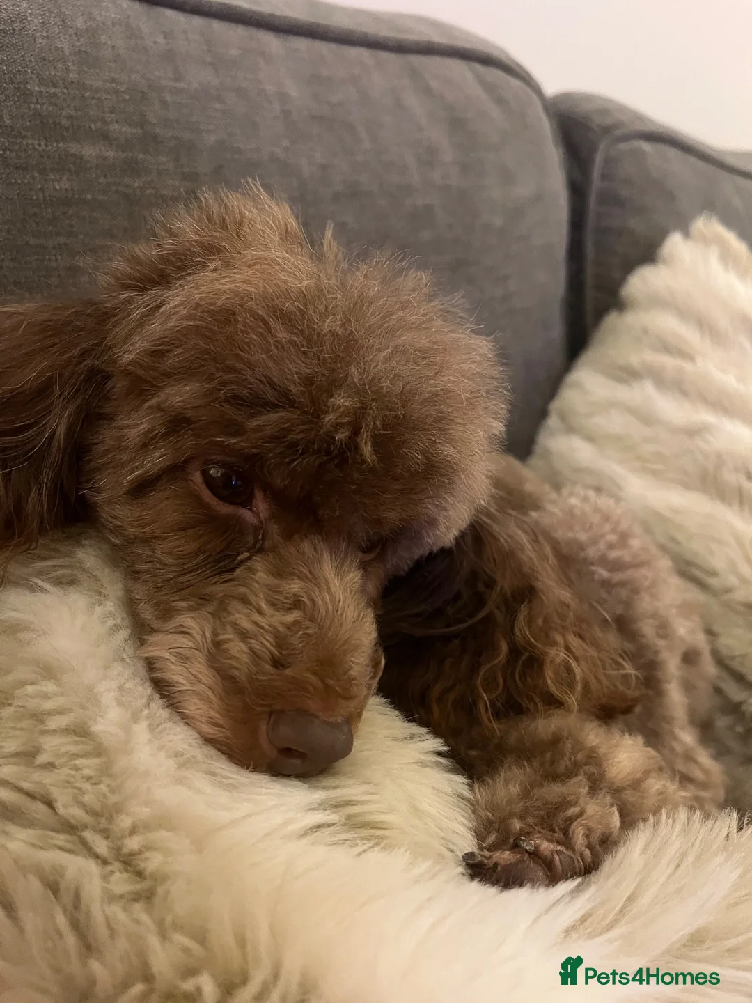 Toy Poodle dogs for sale: Phantom Toy poodle - Advert 1