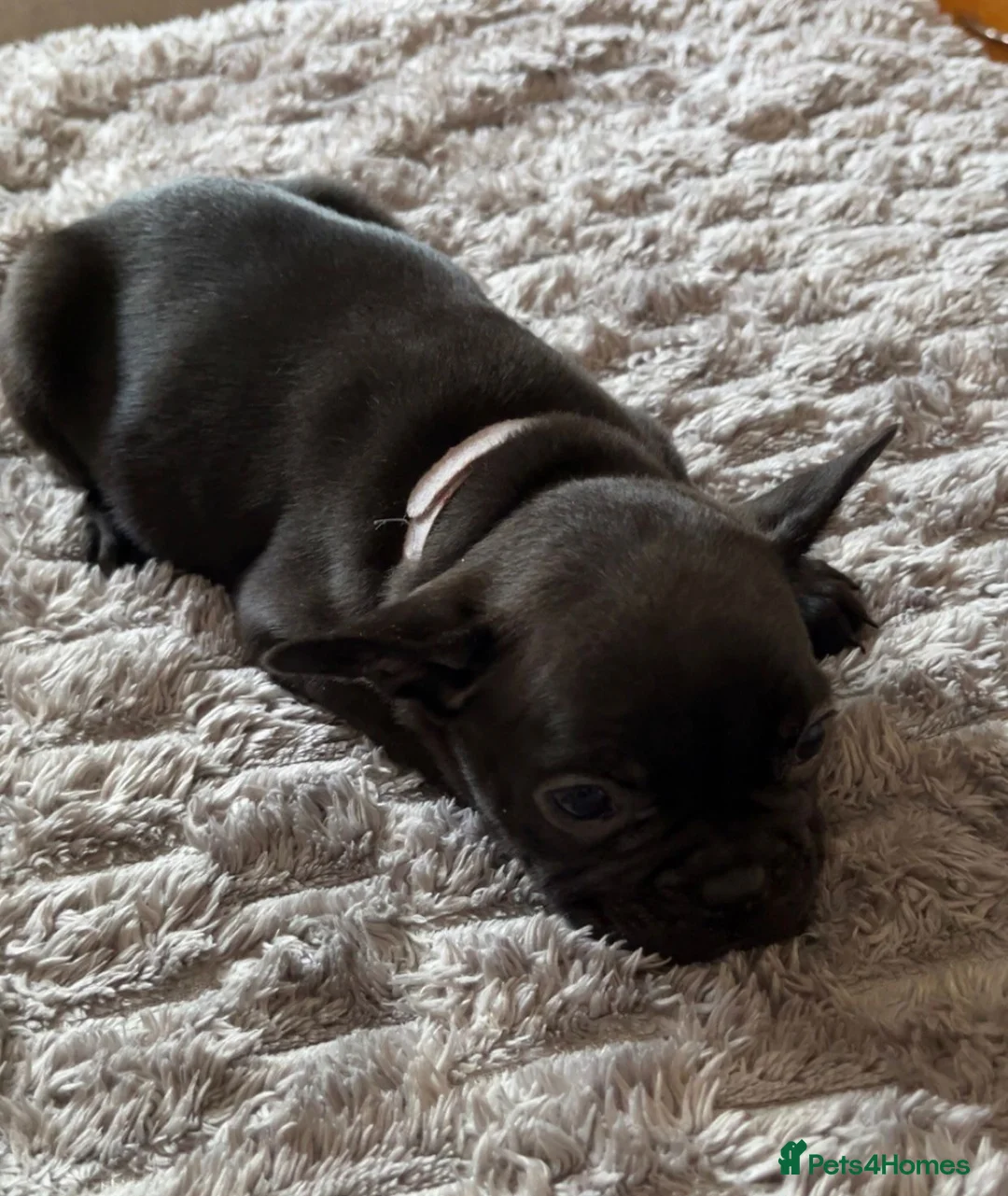 French Bulldog dogs for sale: X3 French bulldog puppies - Advert 11