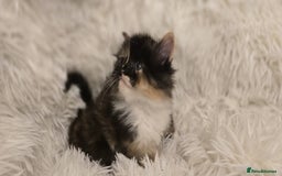 Maine Coon cats for sale: Beautiful Maincoon babys - Image 2