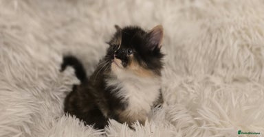 Maine Coon cats - Advert 8