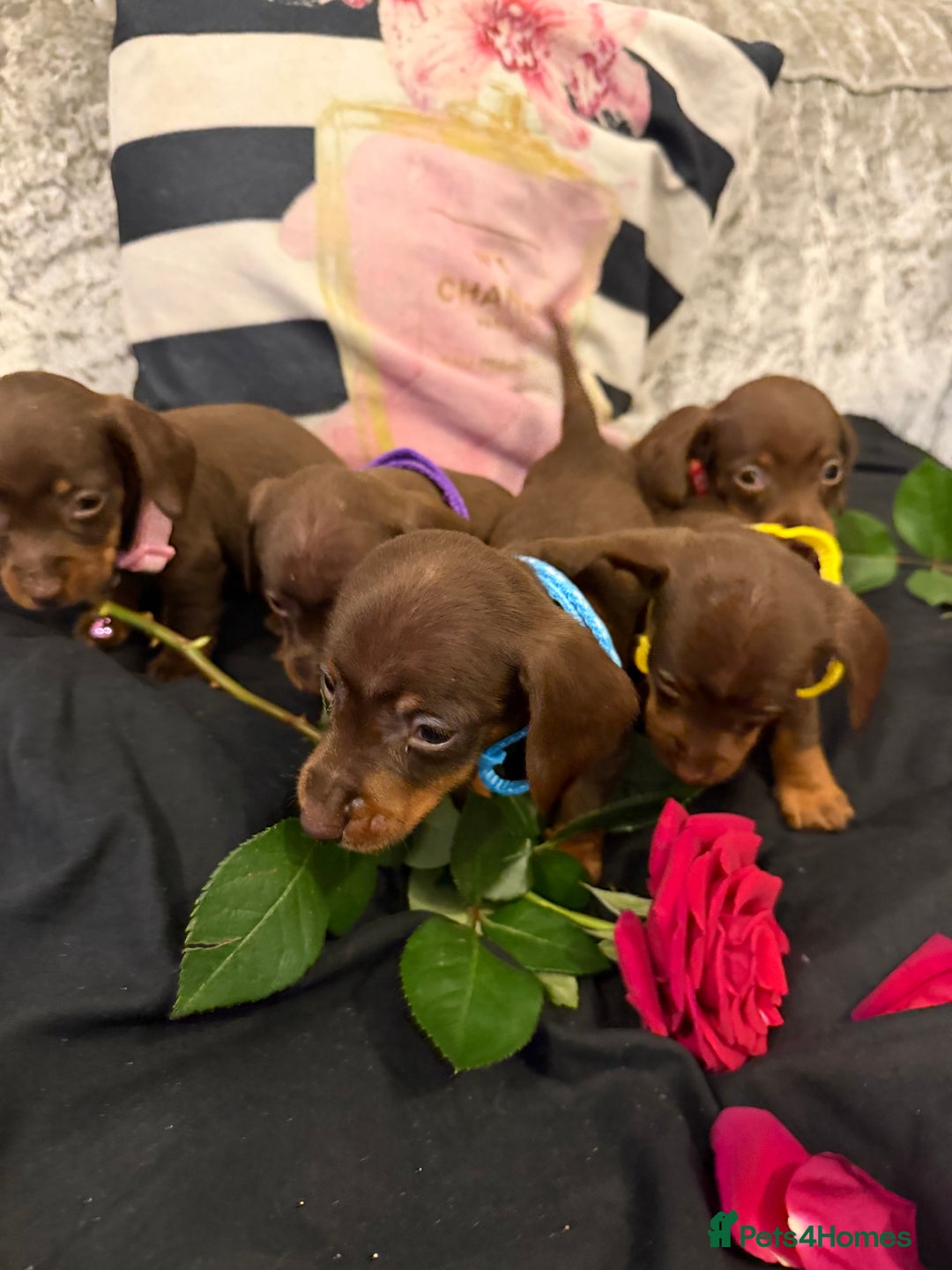 Miniature Dachshund dogs for sale: Gorgeous mini dachshund chocolate puppies - Advert 8