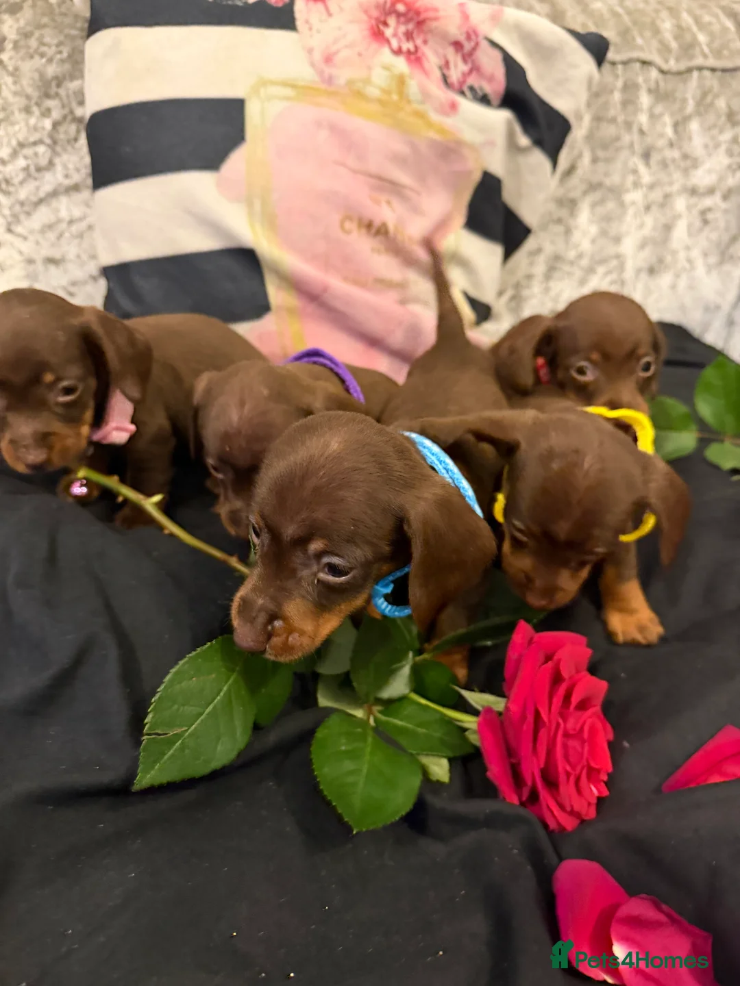 Miniature Dachshund dogs for sale: Gorgeous mini dachshund chocolate puppies - Advert 8