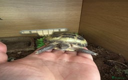 Tortoise reptiles for sale: 2x Horsefield Torts w/enclosures *collection only* - Image 9