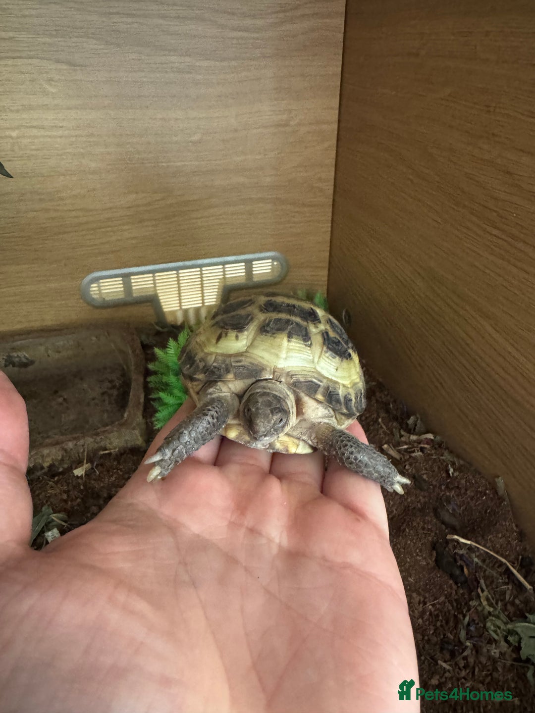 Tortoise reptiles for sale: 2x Horsefield Torts w/enclosures *collection only* - Image 9