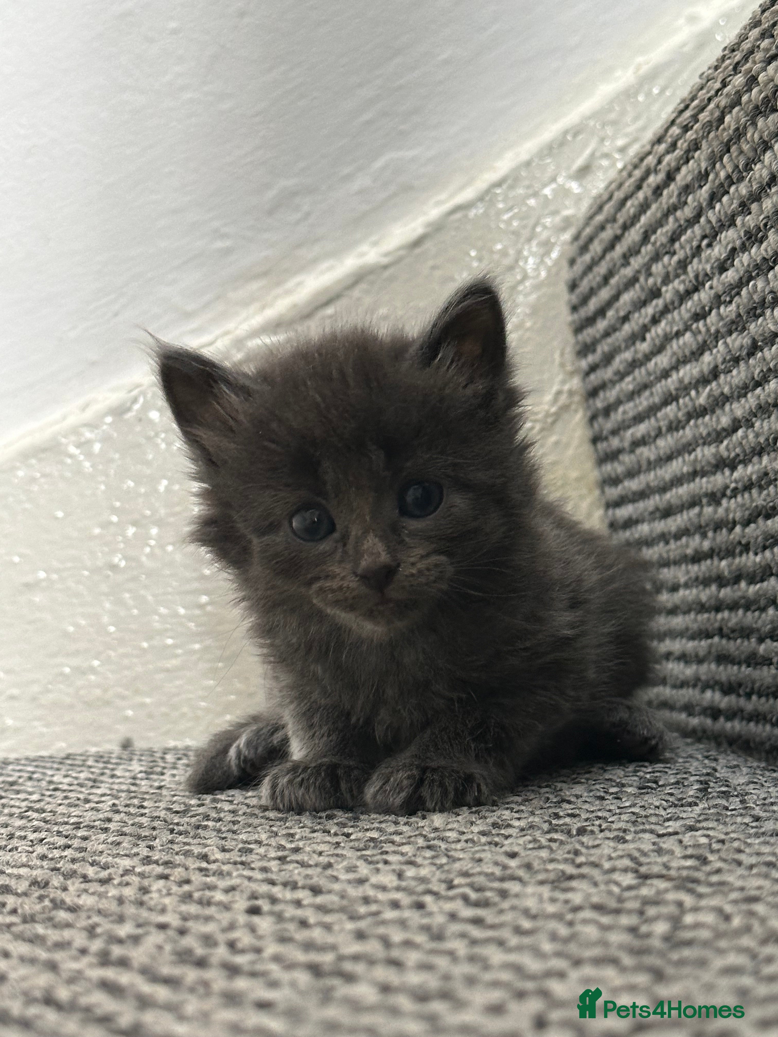 British Shorthair cats 7 beautiful British short hair crosses  - Advert 6