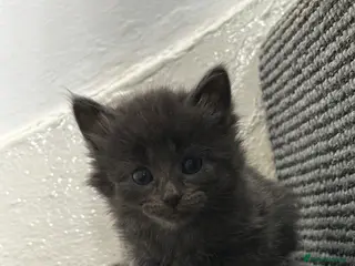 British Shorthair cats 7 beautiful British short hair crosses - Advert 6