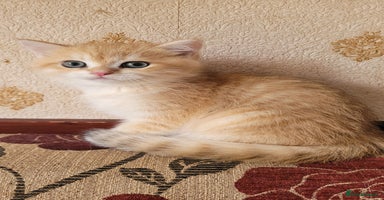 British Shorthair cats - Advert 16