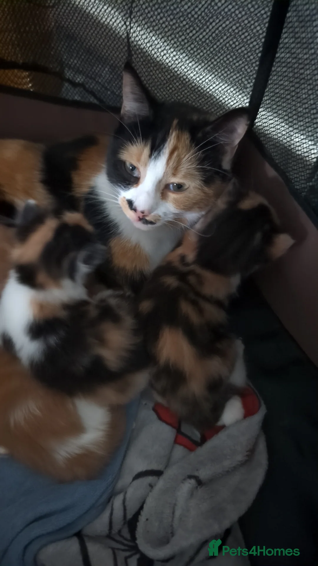 Mixed Breed cats for sale: Beautiful long haired kittens - Advert 1