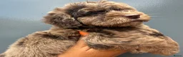 Cockapoo dogs for sale:      F1 Cockapoo Puppies  | Health Tested  - Advert 28