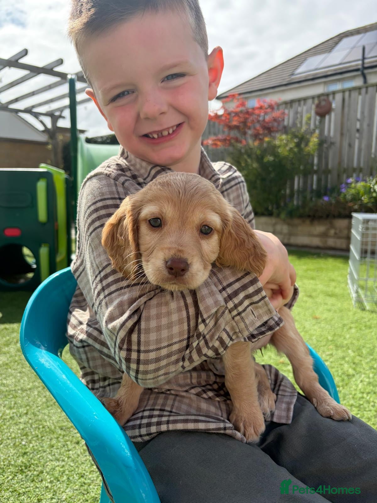 Cocker Spaniel dogs KC Register Cocker Spaniel Pups for Sale - Advert 2