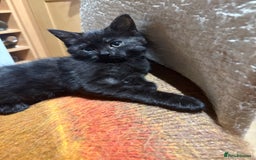 British Shorthair cats for sale: 2 BLACK FEMALE SHORTHAIR KITTENS. READY TO GO! - Image 3