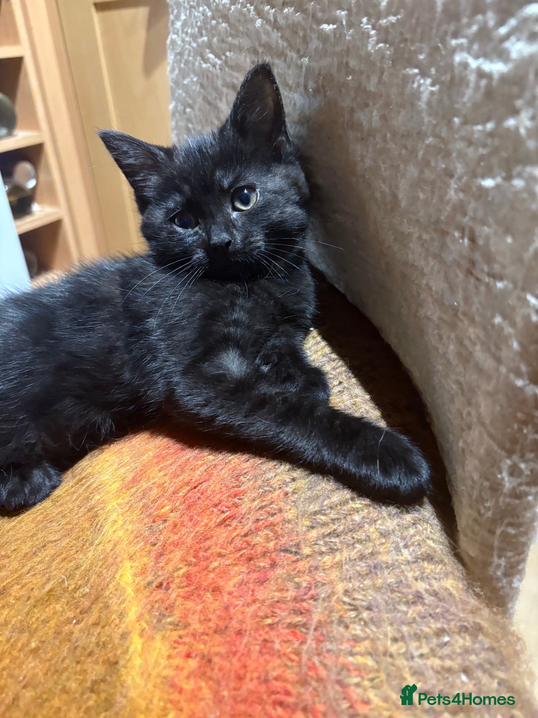 British Shorthair cats for sale: 2 BLACK FEMALE SHORTHAIR KITTENS. READY TO GO! - Image 3