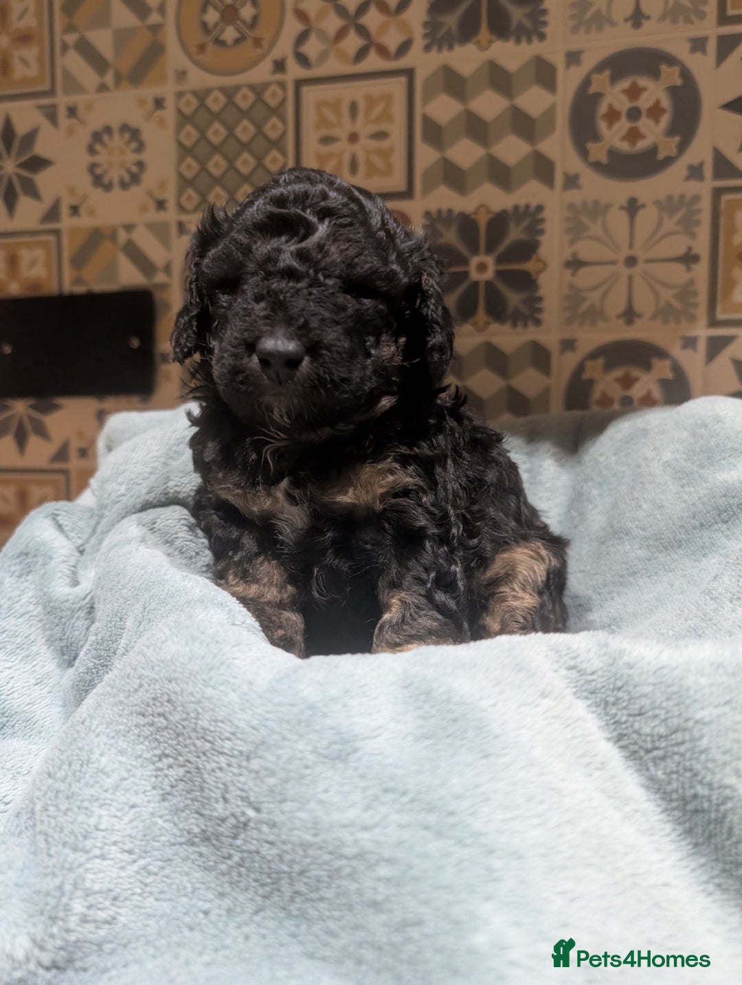Mixed Breed dogs for sale: Stunning litter of F1B Ttoodle puppies - Advert 11