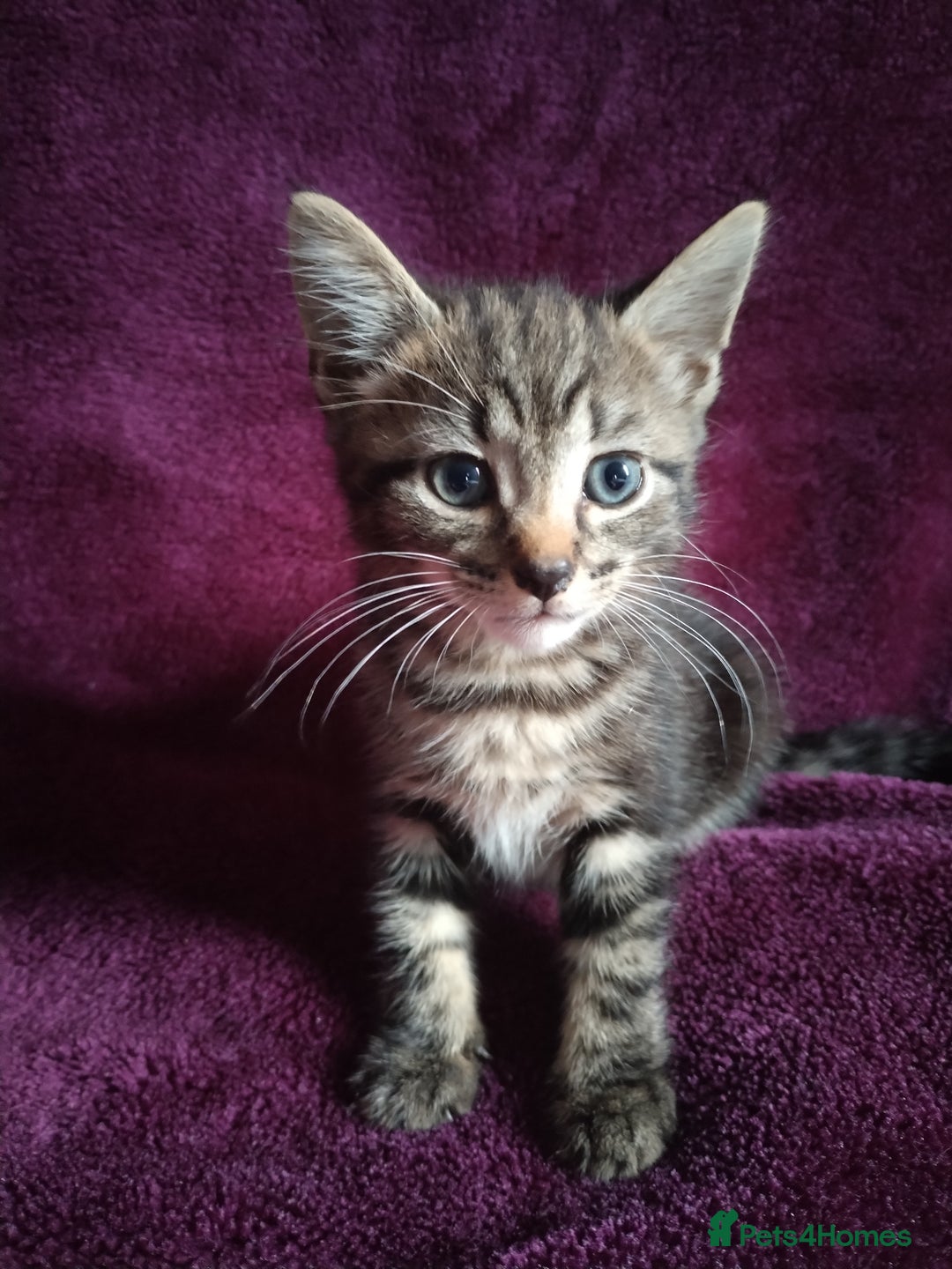 Mixed Breed cats for sale:  kittens looking for forever home  - Image 6