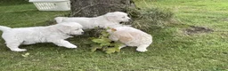Golden Retriever dogs for sale: Beautiful litter of golden retriever  - Advert 3