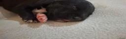 Staffordshire Bull Terrier dogs for sale: Beautiful Staffordshire bull terrier pups ❤️🐶 - Advert 17