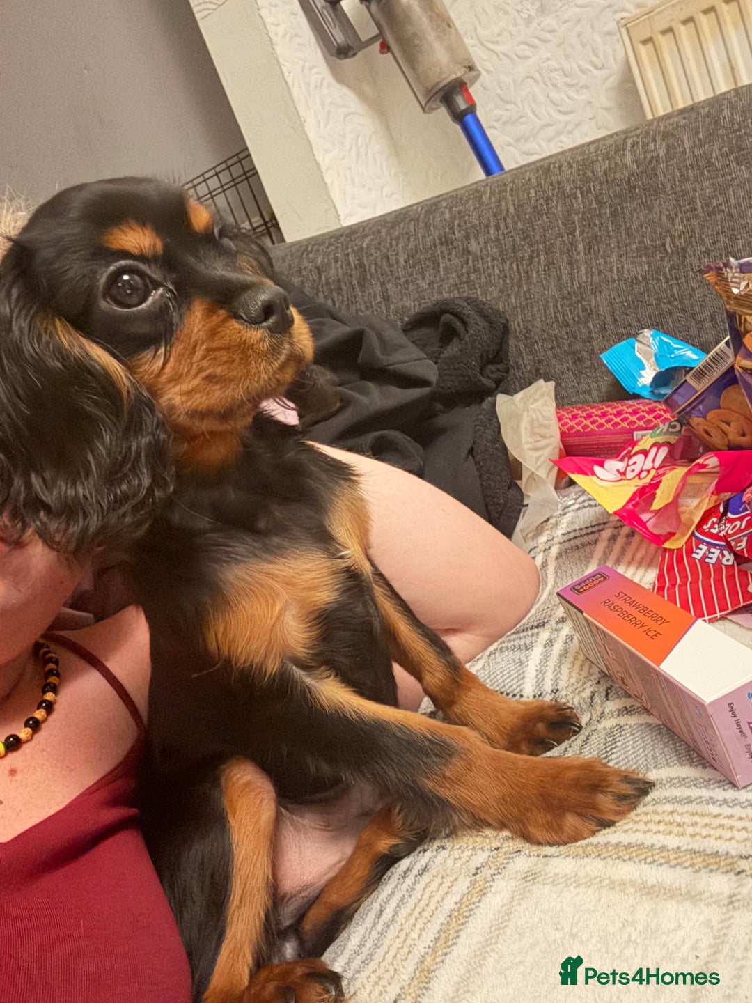 Cavalier King Charles Spaniel dogs for sale: Handsome Black and Tan boy - Image 1