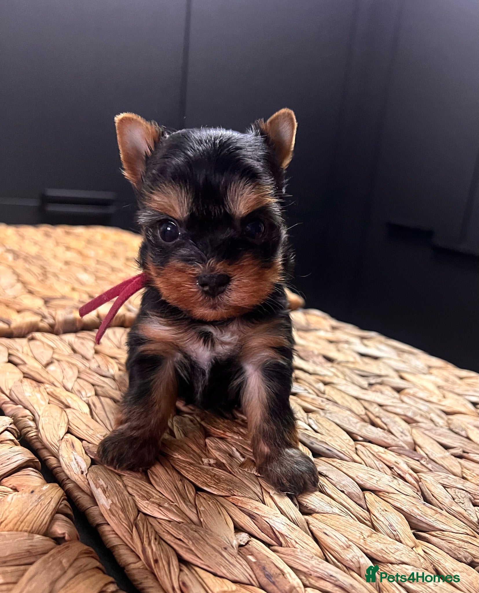 Yorkshire Terrier dogs ❣️ Beautiful Miniature Yorkshire Terrier Puppies❣️ - Advert 4