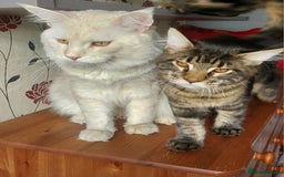 Maine Coon cats for sale: Purebred Maincoon kittens - Image 4