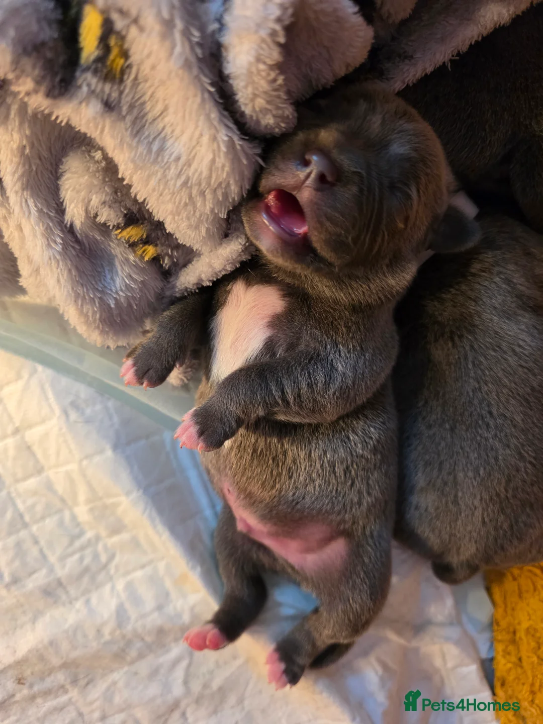 Staffordshire Bull Terrier dogs for sale: Champion Bloodline KC Staffy Puppies - Advert 1