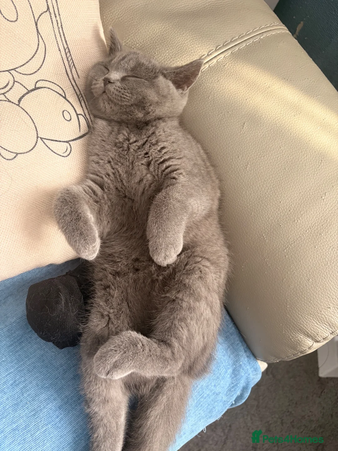 British Shorthair cats for sale: Gorgeous British Shorthair kittens ready to leave. - Advert 2