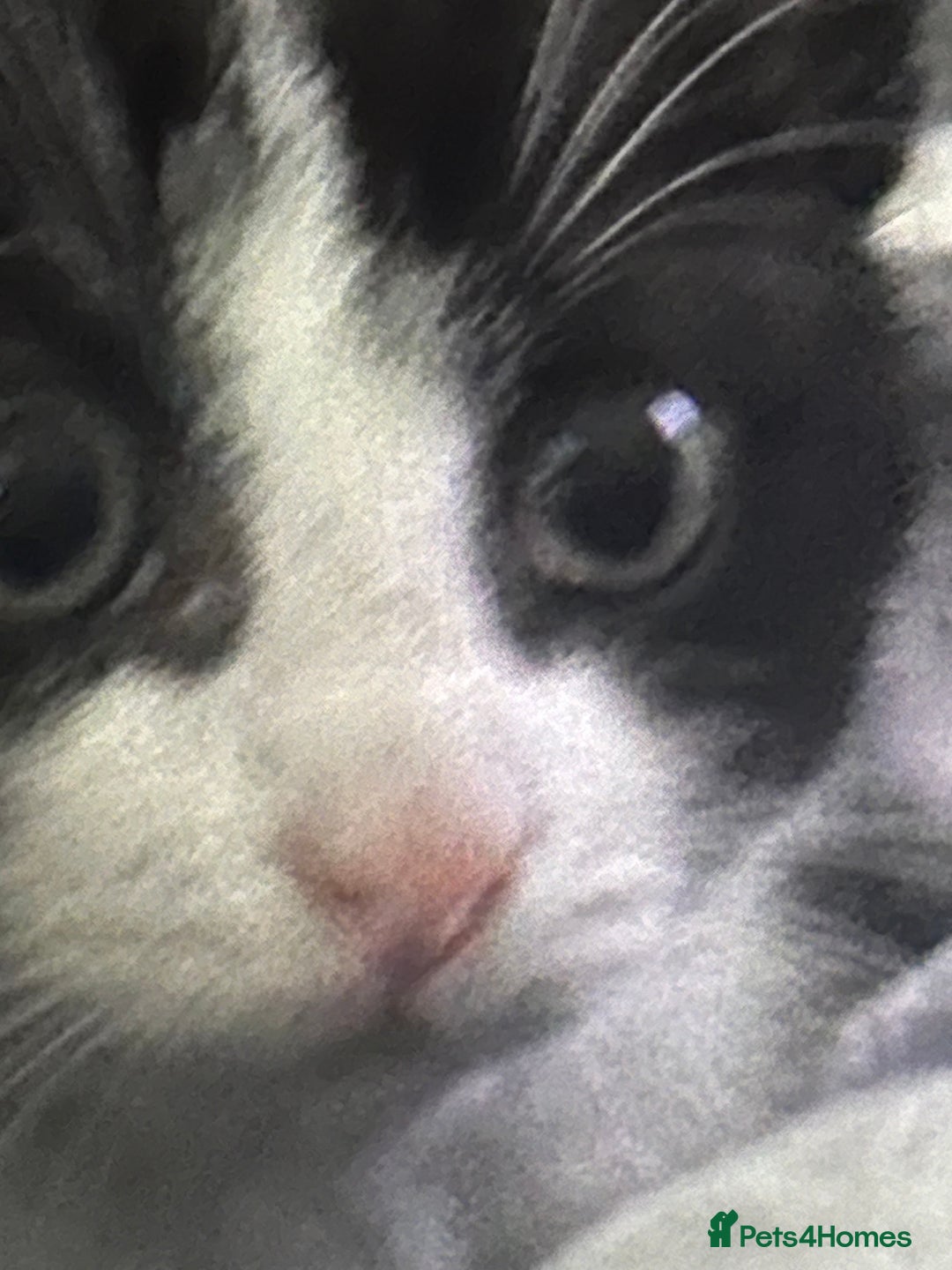 Mixed Breed cats for sale: Baby boy kitten for sale - Advert 14